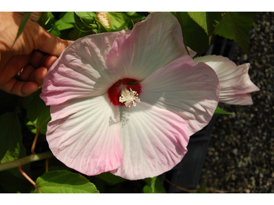 Hibiscus moscheutos (H. palustris)