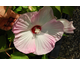 Hibiscus moscheutos (H. palustris) 