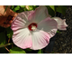 Hibiscus moscheutos (H. palustris)