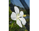 Hibiscus syriacus Flower Tower White