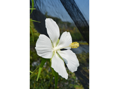 Hibiscus syriacus
