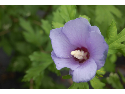 Hibiscus syriacus