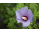 Hibiscus syriacus Azurri Satin