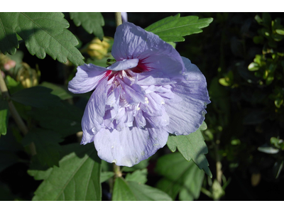 Hibiscus syriacus