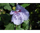 Hibiscus syriacus Blue Chiffon ®