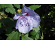 Hibiscus syriacus