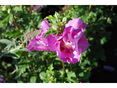 Hibiscus syriacus