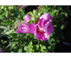 Hibiscus syriacus