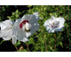 Hibiscus syriacus French Point ®
