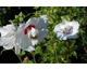 Hibiscus syriacus