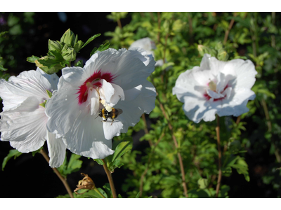 Hibiscus syriacus