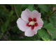 Hibiscus syriacus Hamabo