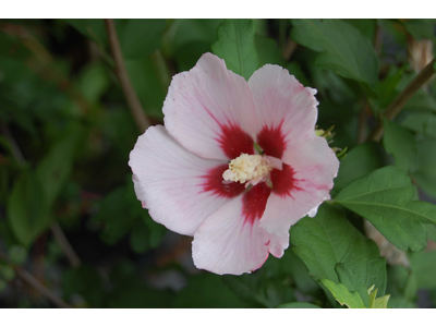 Hibiscus syriacus