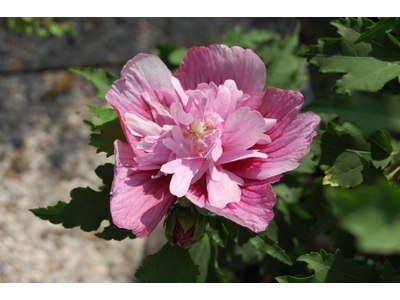 Hibiscus syriacus