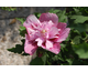 Hibiscus syriacus Kakapo