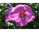 Hibiscus syriacus Lunar Rhapsody