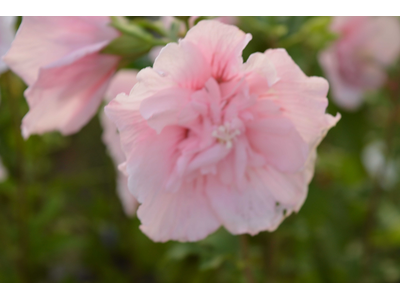 Hibiscus syriacus