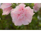 Hibiscus syriacus