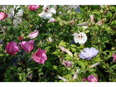 Hibiscus syriacus