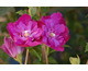 Hibiscus syriacus Purple Ruffles (Sanchonyo)
