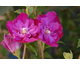 Hibiscus syriacus