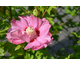 Hibiscus syriacus Rosalbane