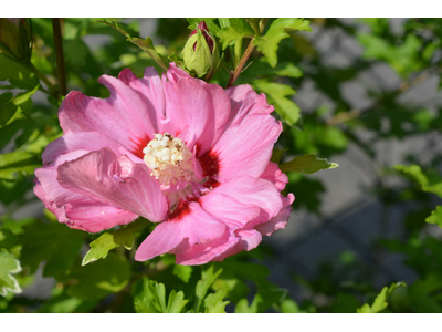 Hibiscus syriacus