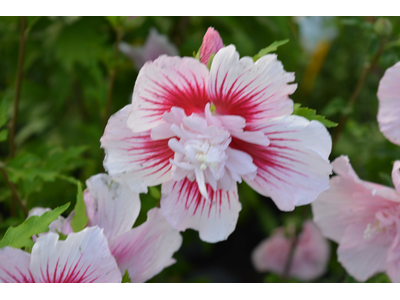 Hibiscus syriacus