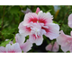Hibiscus syriacus Starburst Chiffon ® Noble