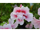 Hibiscus syriacus