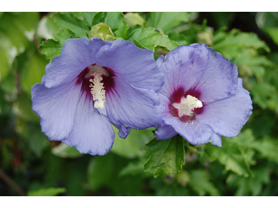 Hibiscus syriacus