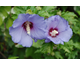 Hibiscus syriacus Ultramarine