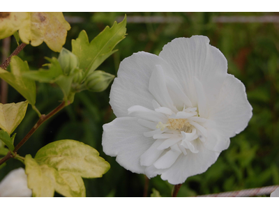 Hibiscus syriacus