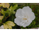 Hibiscus syriacus White Chiffon ®