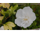 Hibiscus syriacus