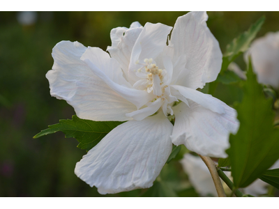 Hibiscus syriacus