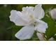 Hibiscus syriacus White Pillar