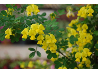 Hippocrepis emerus