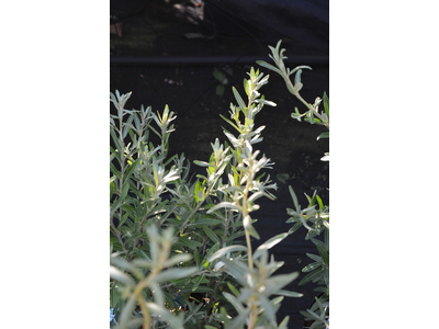 Hippophae rhamnoides