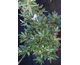 Hippophae rhamnoides