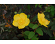 Hypericum