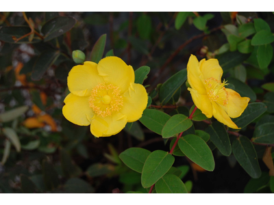 Hypericum