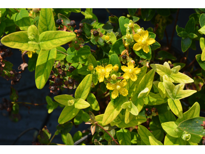 Hypericum inodorum