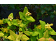 Hypericum inodorum Magical ® Beauty