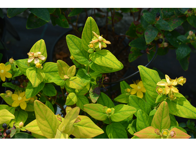 Hypericum inodorum