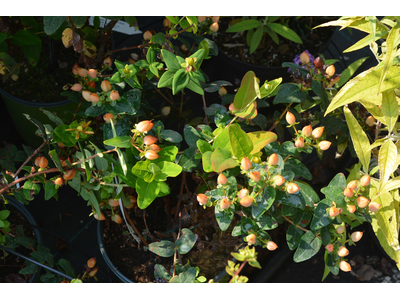 Hypericum inodorum