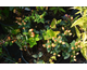 Hypericum inodorum Magical ® Pumpkin