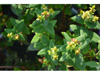 Hypericum inodorum