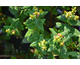 Hypericum inodorum Magical ® Universe