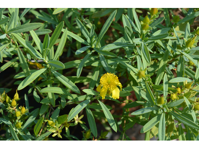 Hypericum kalmianum